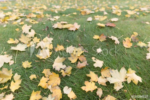 Picture of Top view on green grass with autumn yellow leaves Colorful fall maple leaves on a background of grass Autumn and lifestyle